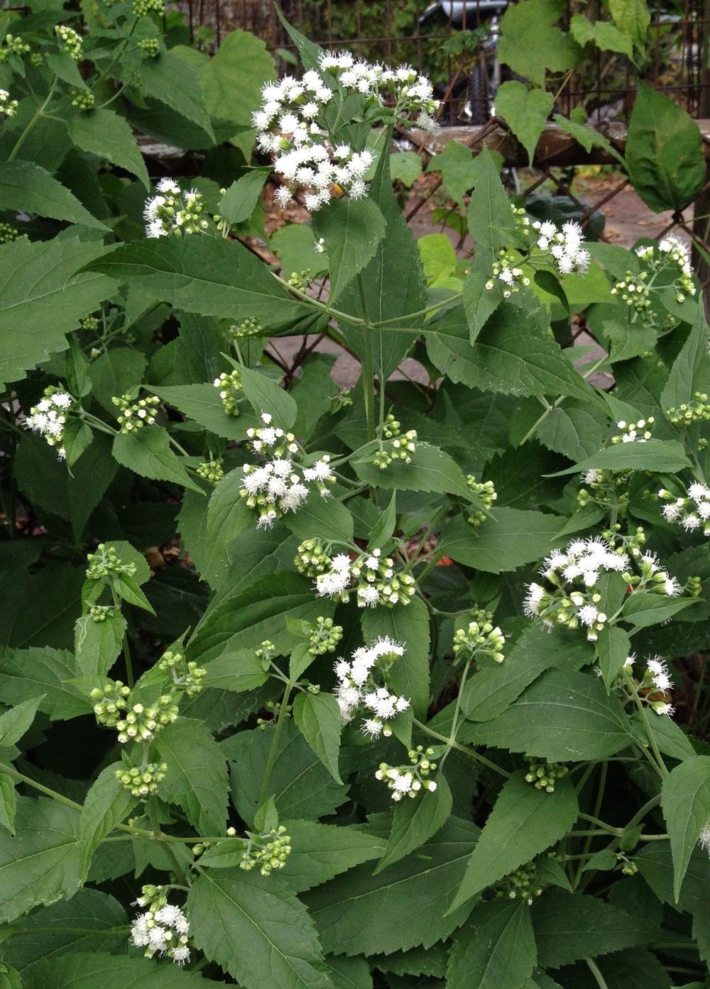 Photo of White Snakeroot (Ageratina altissima) uploaded by bxncbx