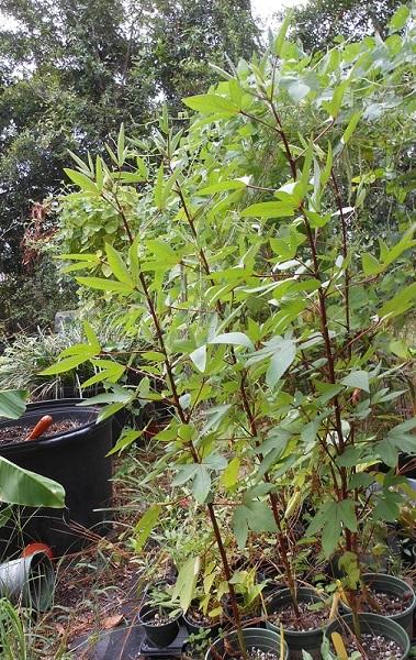 Photo of Roselle Hibiscus (Hibiscus sabdariffa 'Thai Red') uploaded by greene