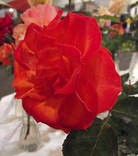 Photo of Rose (Rosa 'Gingersnap') uploaded by robertduval14