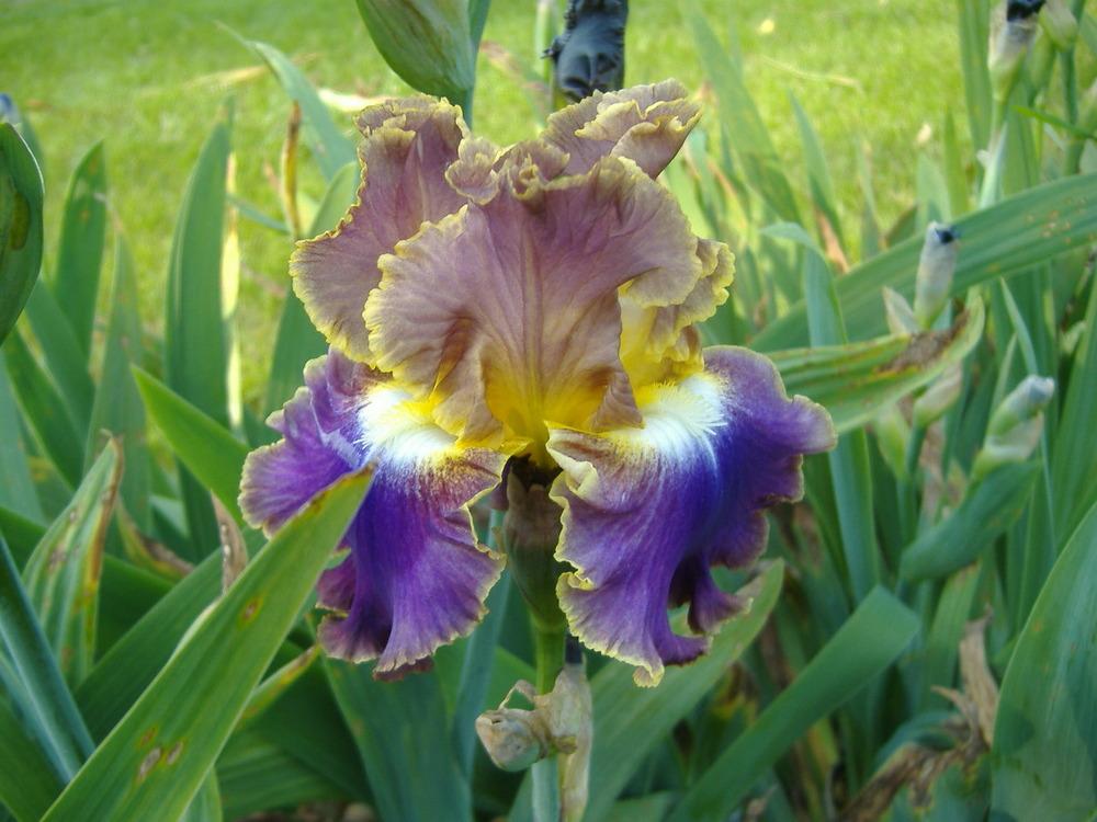 Photo of Tall Bearded Iris (Iris 'Fancy Ideas') uploaded by tveguy3