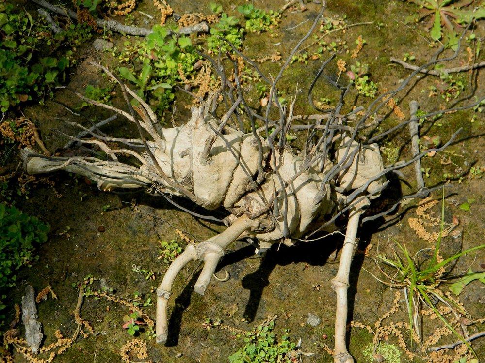 Photo of the roots of Saw Greenbrier (Smilax bonanox) posted by