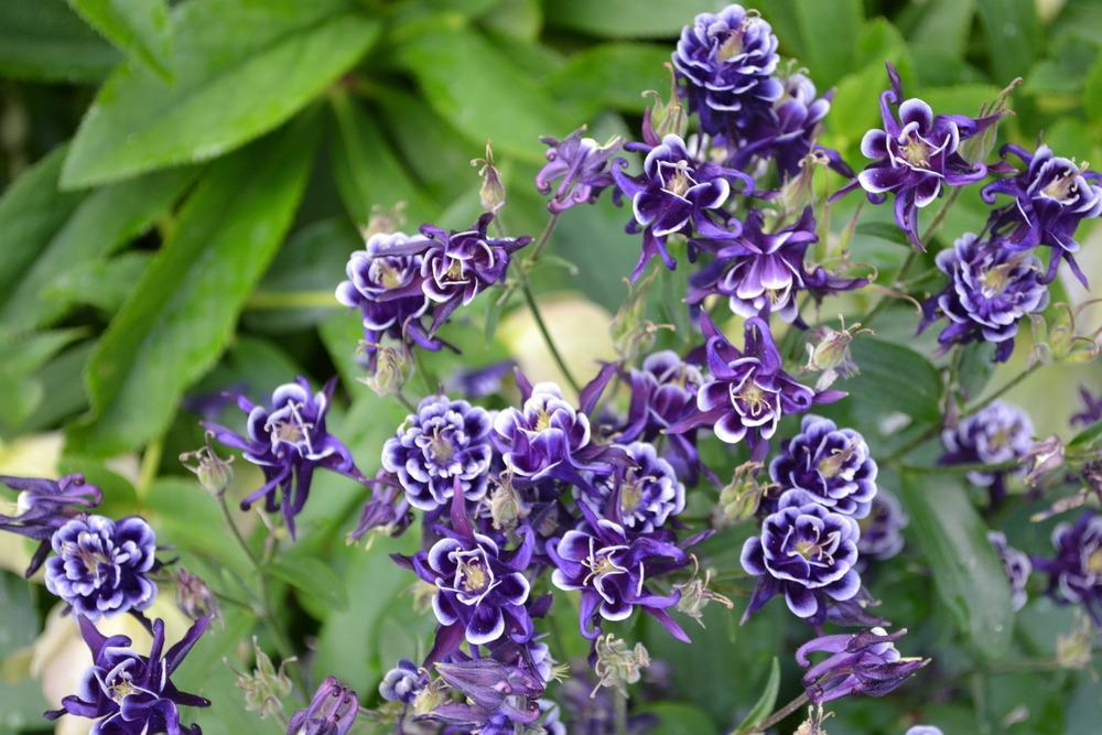 Photo of Columbines (Aquilegia) uploaded by HollyAnnS