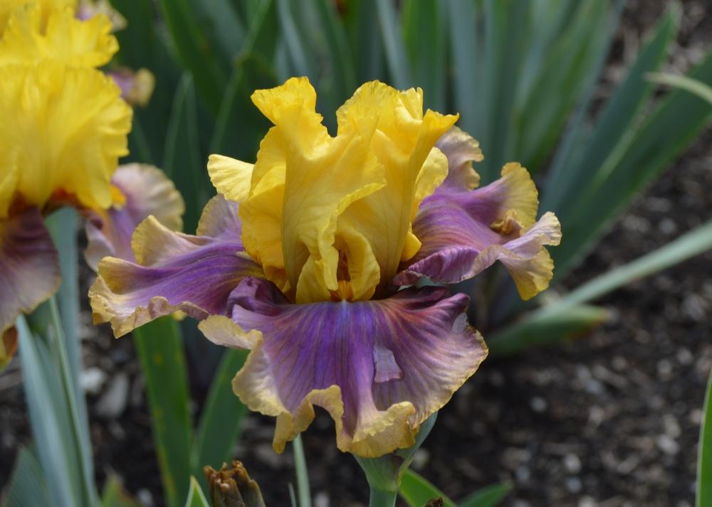 Photo of Tall Bearded Iris (Iris 'In Living Color') uploaded by KentPfeiffer