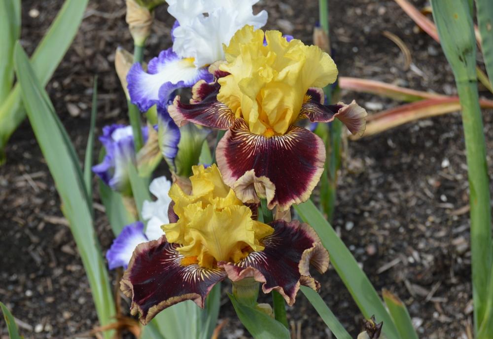 Photo of Tall Bearded Iris (Iris 'Indulgence') uploaded by KentPfeiffer