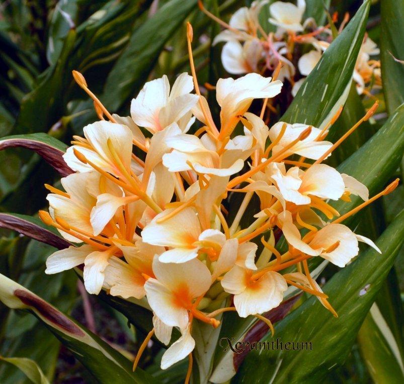 Photo of Ginger Lilies (Hedychium) uploaded by Xeramtheum
