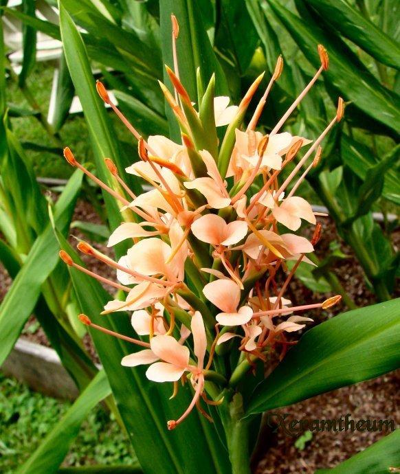 Photo of Ginger Lilies (Hedychium) uploaded by Xeramtheum