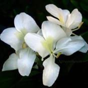 White Butterfly Ginger - Hedychium coronarium