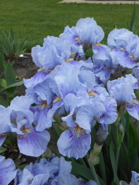 Photo of Intermediate Bearded Iris (Iris 'Fantastic Blue') uploaded by crowrita1