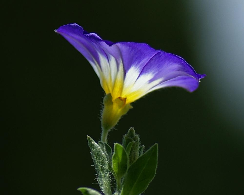 Photo of Dwarf Morning Glory (Convolvulus tricolor 'Royal Ensign') uploaded by dirtdorphins