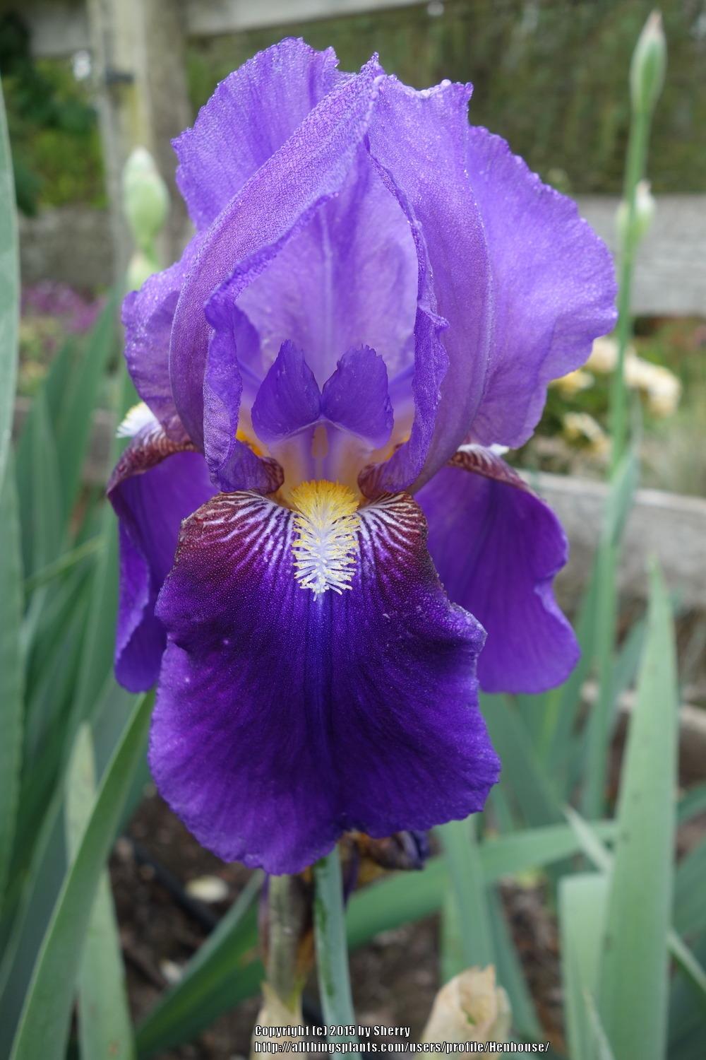 Photo of Tall Bearded Iris (Iris 'William A. Setchell') uploaded by Henhouse
