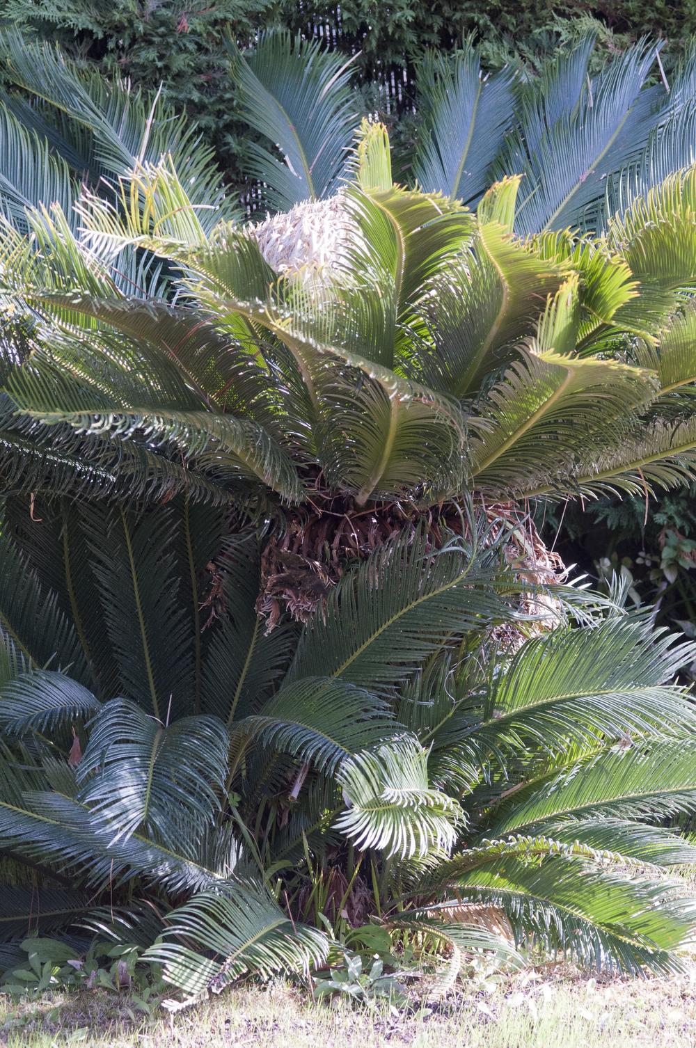 Photo of Sago Palm (Cycas revoluta) uploaded by cliftoncat