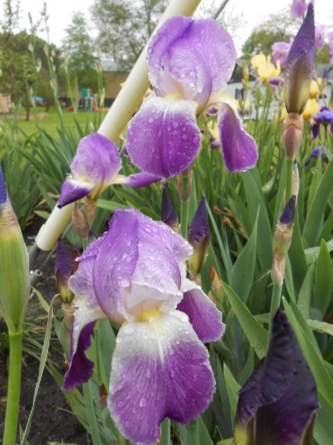 Photo of Tall Bearded Iris (Iris 'Pretty Pansy') uploaded by crowrita1