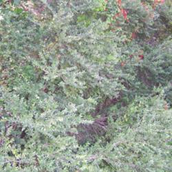 Location: Cuesta La Dormida, Chile
Date: Spring
Wild growing Luma apiculata, with a Tropaeolum tricolor climbing 