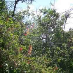 Location: Cerro El Roble, Chile
Date: Spring
Wild growing Eccremocarpus scaber, with paler coloured flowers.