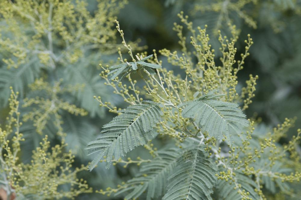 Photo of Silver Wattle (Acacia dealbata) uploaded by cliftoncat
