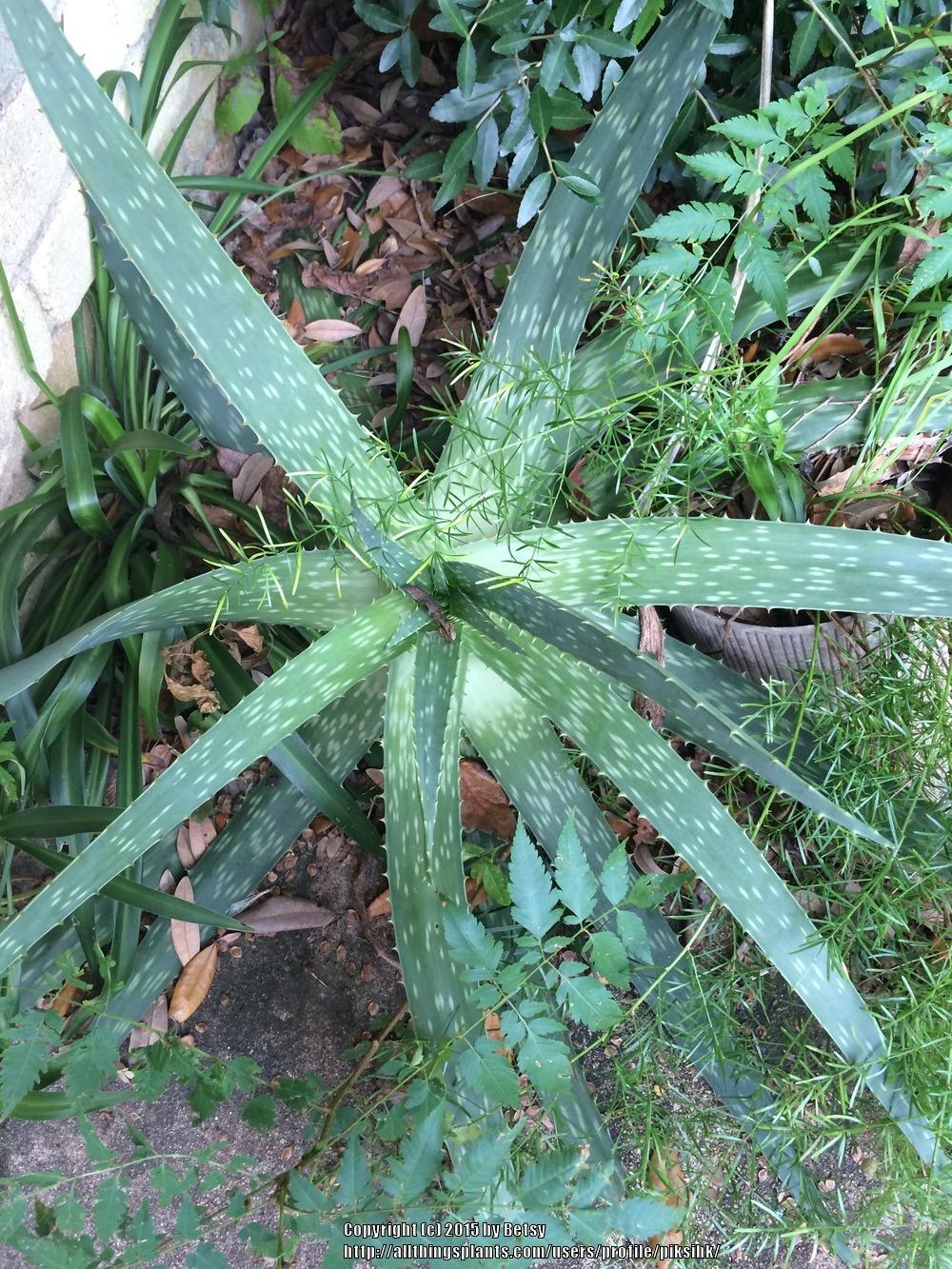 Photo of Aloes (Aloe) uploaded by piksihk