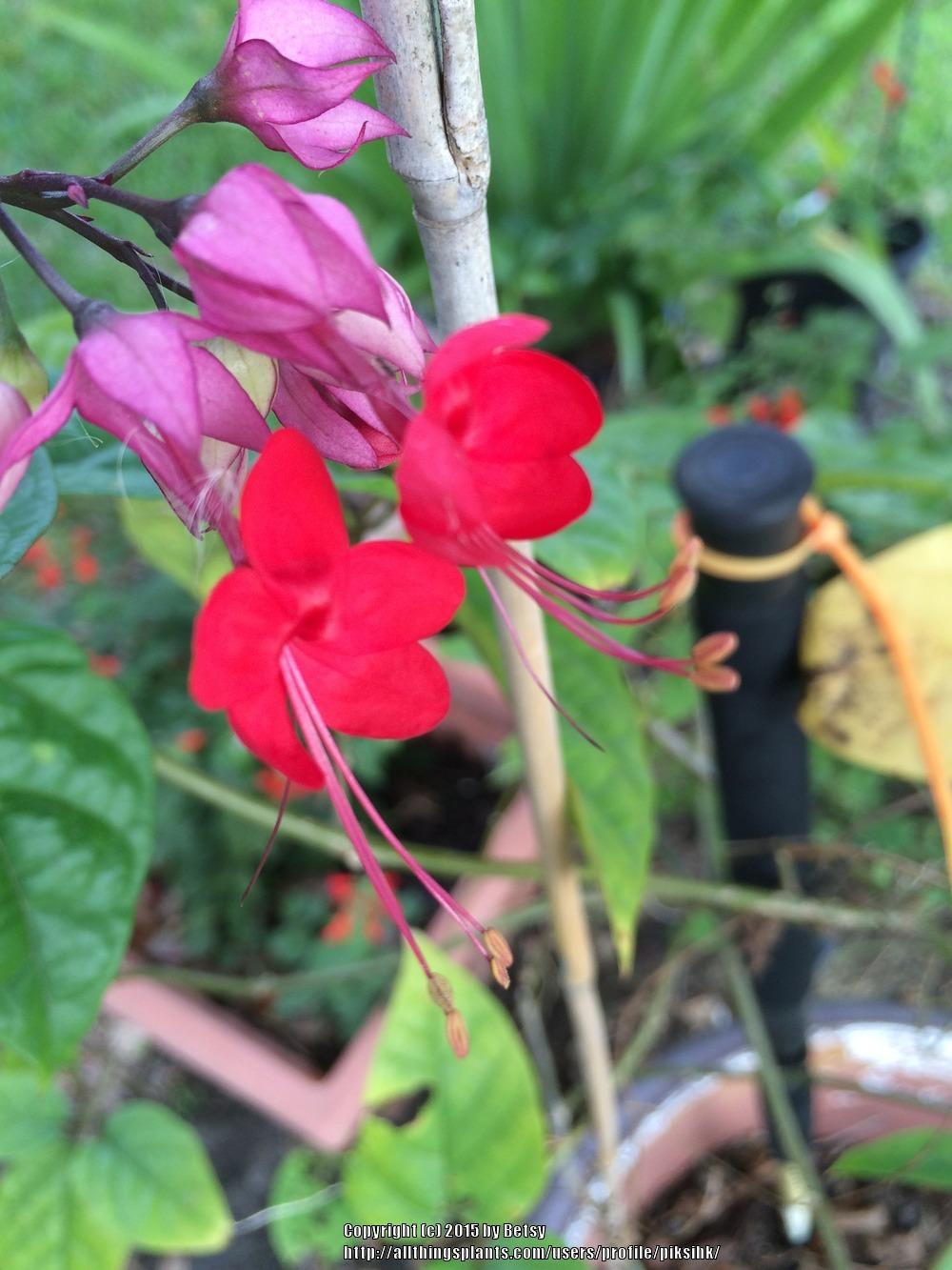 Photo of Bleeding Heart Vine (Clerodendrum thomsoniae 'Delectum') uploaded by piksihk
