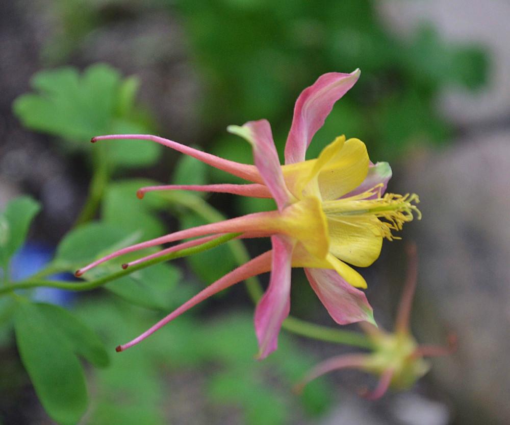 Photo of Columbines (Aquilegia) uploaded by PAgirl63