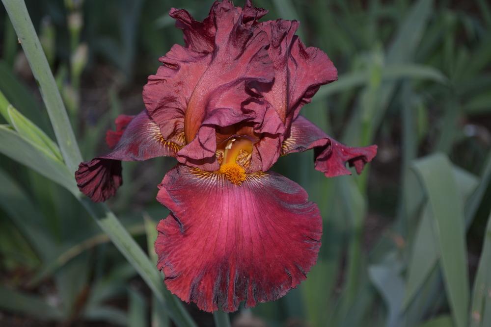 Photo of Tall Bearded Iris (Iris 'Battle Royal') uploaded by Phillipb2