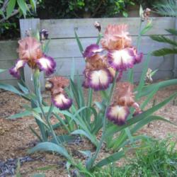 Location: Melbourne, Australia
Date: 2013-11-06
Birthday Surprise iris in the shade