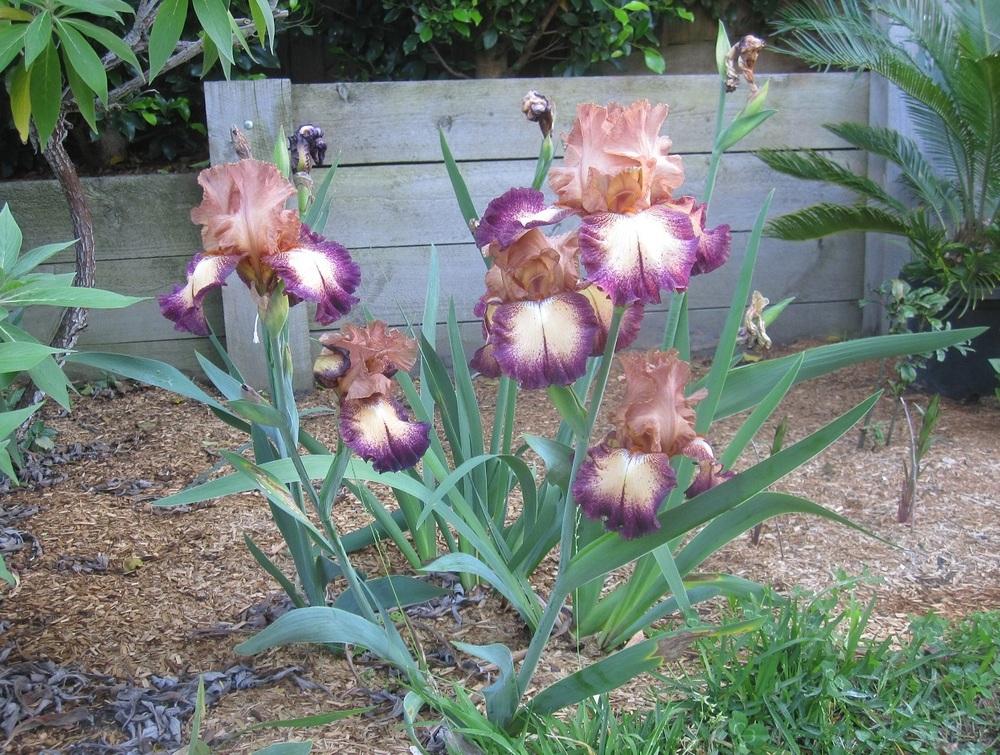 Photo of Tall Bearded Iris (Iris 'Birthday Surprise') uploaded by Totally_Amazing