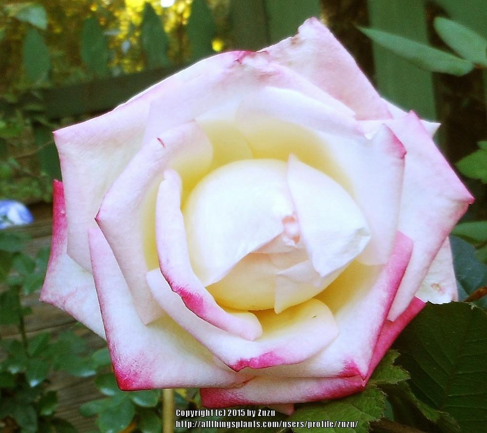 Photo of Rose (Rosa 'Desperado') uploaded by zuzu