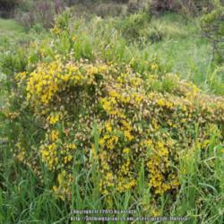 Location: Pelvin, Chile
Date: Spring
Wild growing T. brachyceras