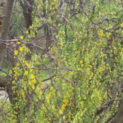
Date: Spring
Wild growing T. brachyceras