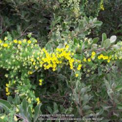 Location: Olmué, Chile
Date: Spring
Wild growing T. brachyceras