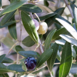 Location: Menton, France
Date: 2015-11-16
ripening olives