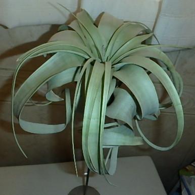 Photo of Air Plant (Tillandsia xerographica) uploaded by stilldew