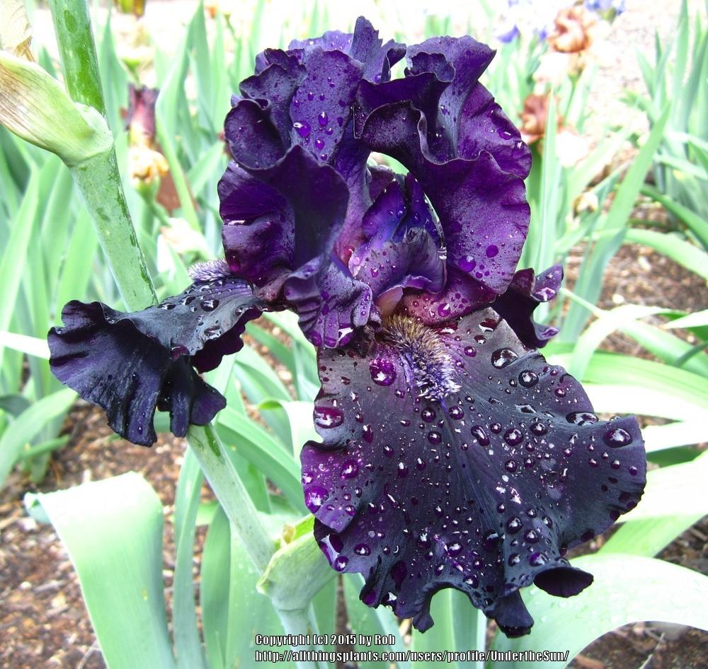 Photo of Tall Bearded Iris (Iris 'Black Phantom') uploaded by UndertheSun