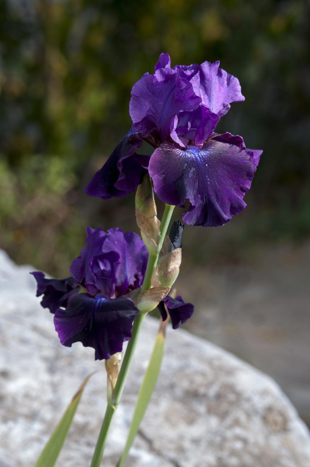 Photo of Tall Bearded Iris (Iris 'Rosalie Figge') uploaded by cliftoncat