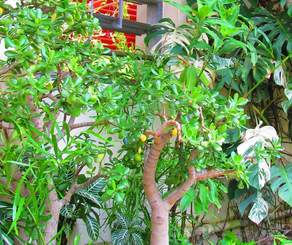 Photo of Jade Plant (Crassula ovata) uploaded by jmorth