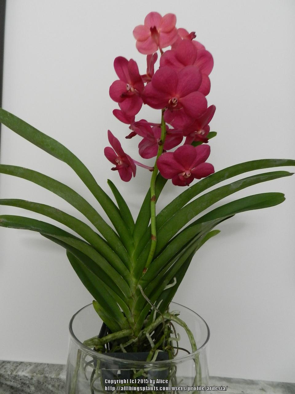 Photo of Orchid (Vanda Saint Valentine) uploaded by ardesia