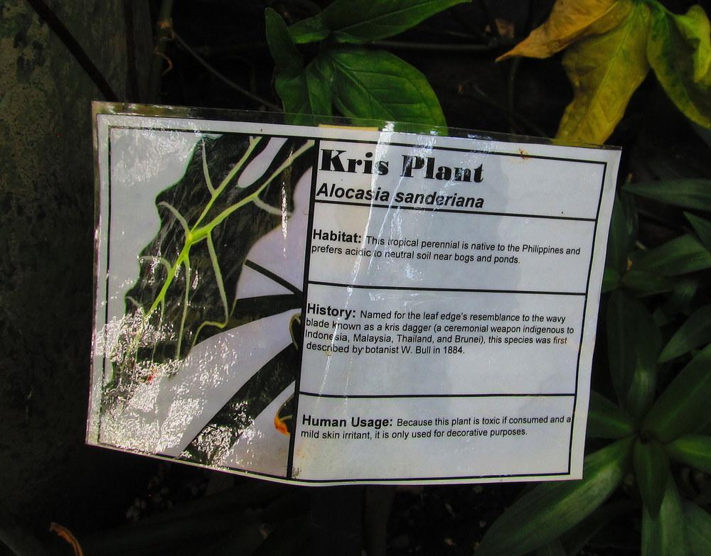 Photo of Kris Plant (Alocasia sanderiana) uploaded by jmorth