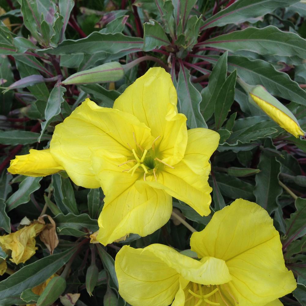 Photo of Fluttermill (Oenothera macrocarpa subsp. macrocarpa) uploaded by HamiltonSquare