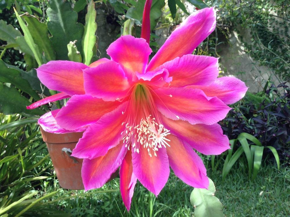 Photo of Hybrid Epiphyllum (Epiphyllum 'Summer Carnival') uploaded by ceci