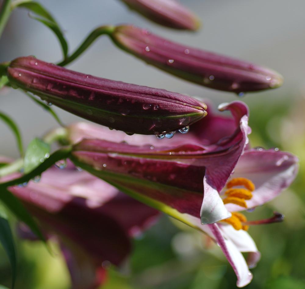 Photo of Lily (Lilium Midnight) uploaded by dirtdorphins