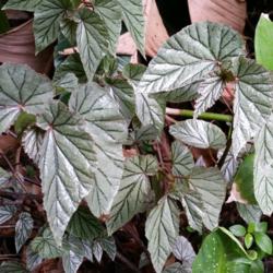 Location: my garden, Sarasota FL
Date: 2015-11-21
Very shiny, pearly white leaves with dark green veins in the fall
