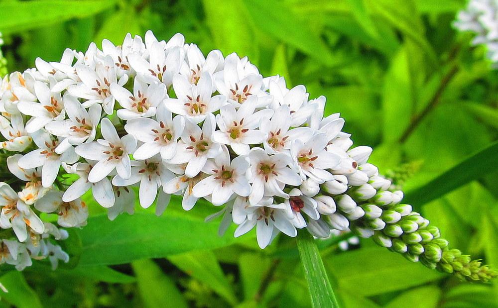 Photo of Gooseneck Loosestrife (Lysimachia clethroides) uploaded by jmorth