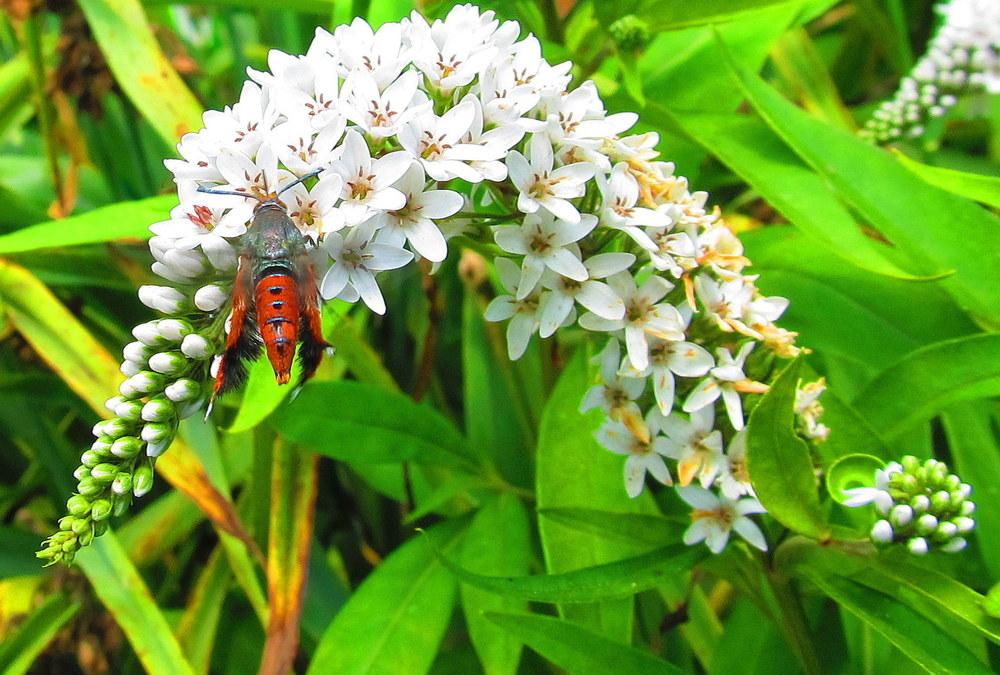 Photo of Gooseneck Loosestrife (Lysimachia clethroides) uploaded by jmorth