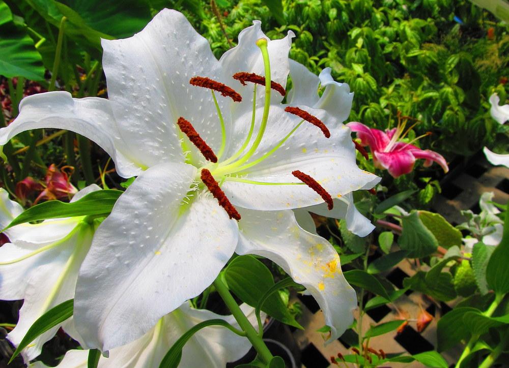 Photo of Oriental Lily (Lilium 'Casa Blanca') uploaded by jmorth