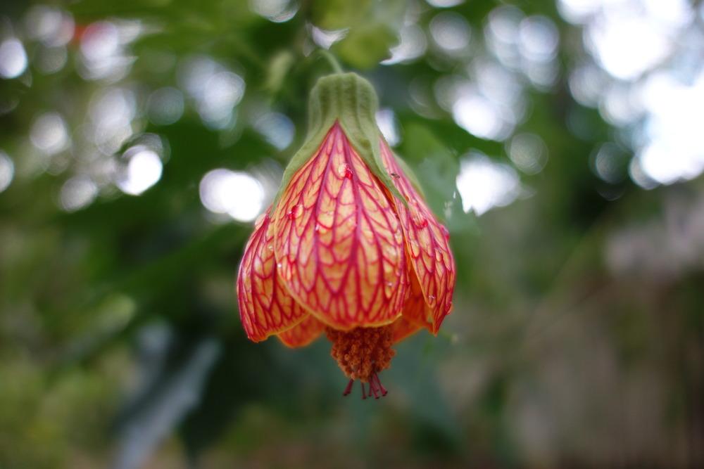 Photo of Abutilons (Callianthe) uploaded by mellielong