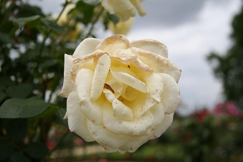Photo of Rose (Rosa 'Love Letter') uploaded by robertduval14