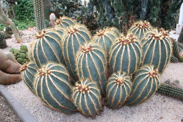 Photo of Ball Cactus (Parodia magnifica) uploaded by RuuddeBlock