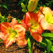 Location: Quad Cities Botanical Garden, Rock Island, Il.Date: 2012-07-02