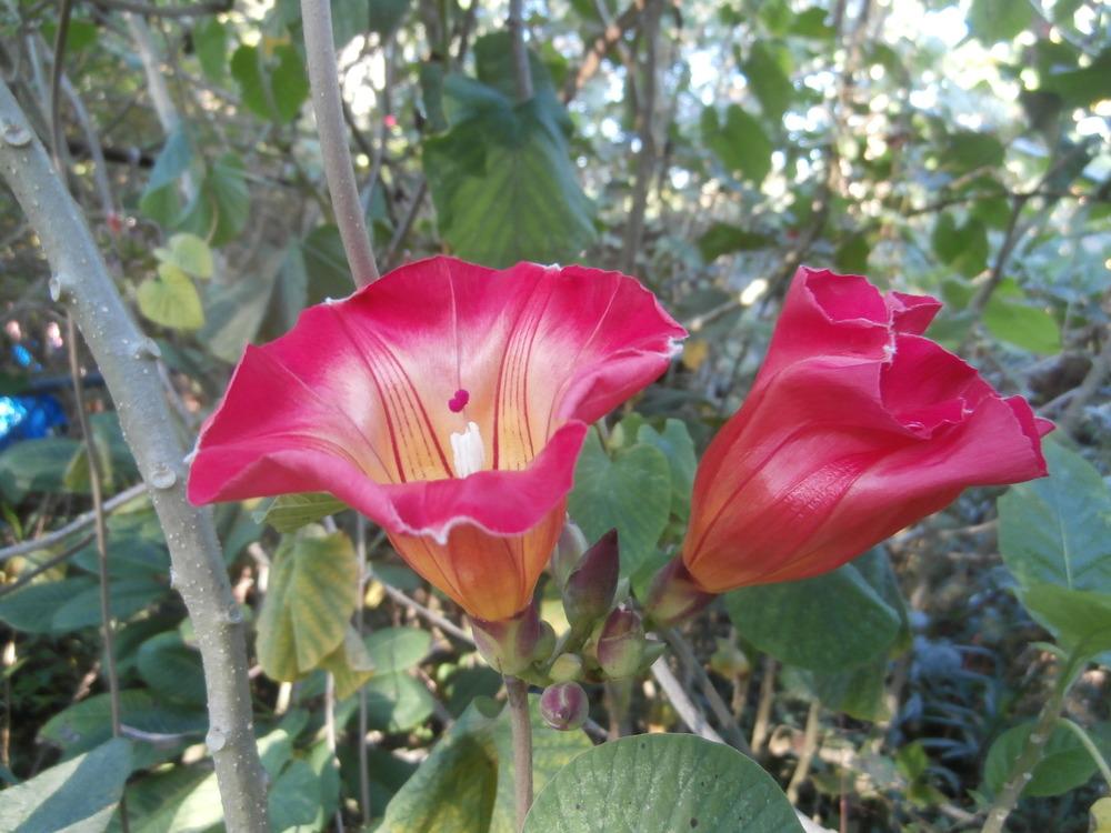 Photo of Hawaiian Bells (Stictocardia beraviensis) uploaded by mkb136