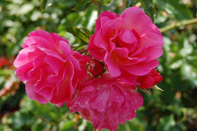 Photo of Rose (Rosa 'Maxi Vita') uploaded by robertduval14