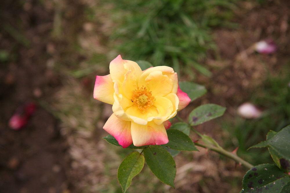 Photo of Rose (Rosa 'Masquerade') uploaded by robertduval14